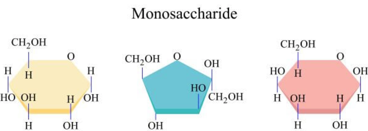 <p>Name each monosaccharide</p>