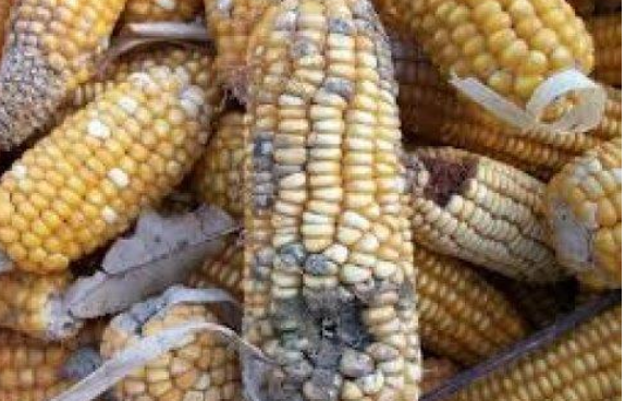 <p>Contaminated cereal <strong><u>grain</u></strong>: especially <strong>corn, cottonseed</strong> that has been damaged or broken </p>