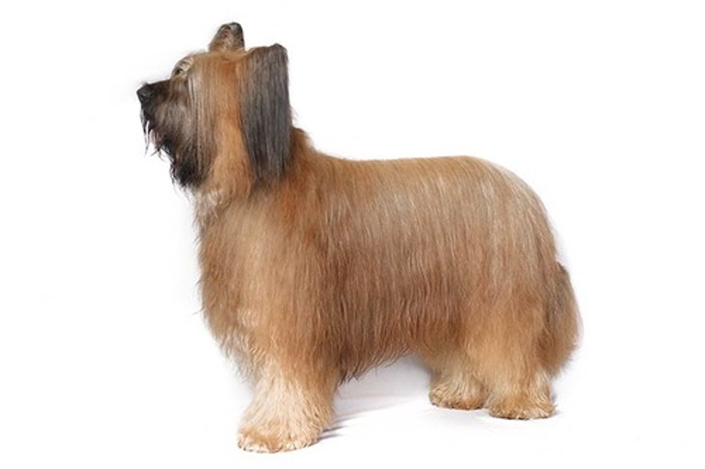 <p>Confident, Smart, Faithful</p><p>AKC Breed Popularity: Ranks 132 of 194</p><p>Height: 23-27 inches (male), 22-25.5 inches (female)</p><p>Weight: 55-100 pounds</p><p>Life Expectancy: 12 years</p><p>Group: Herding Group</p>