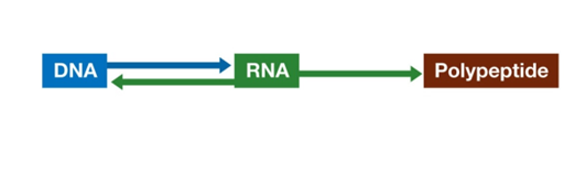 <p>Differences in Cancer Cells:</p><ol><li><p><strong>Loss of Control</strong>:</p><ul><li><p>Cancer cells lose control over cell division and apoptosis.</p></li><li><p>They can migrate to other parts of the body.</p></li></ul></li><li><p><strong>Response to Signals</strong>:</p><ul><li><p>Normal cells divide in response to extracellular signals like growth factors.</p></li><li><p>Cancer cells don’t respond to these signals and grow almost continuously.</p></li></ul></li></ol><p>Tumors:</p><ul><li><p><strong>Benign Tumors</strong>:</p><ul><li><p>Resemble the tissue they grow from.</p></li><li><p>Grow slowly and remain localized.</p></li><li><p>Not cancerous but can obstruct an organ or function.</p></li></ul></li><li><p><strong>Malignant Tumors</strong>:</p><ul><li><p>Do not resemble the tissue they grow from and may have irregular structures.</p></li><li><p>Can invade surrounding tissue and travel through the bloodstream or lymph system (metastasis).</p></li></ul></li></ul><p>Regulation of Cell Division:</p><ul><li><p><strong>Positive Regulators</strong>:</p><ul><li><p>Normal regulators stimulate the cell cycle, like growth factors.</p></li><li><p>Oncogene proteins are positive regulators in cancer cells, often derived from normal regulators that are overactive or in excess.</p></li></ul></li><li><p><strong>Negative Regulators</strong>:</p><ul><li><p>Normal regulators inhibit the cell cycle, like RB (retinoblastoma protein).</p></li><li><p>Tumor suppressors, such as p21, p53, and RB, are normally active but may be blocked in cancer cells.</p></li></ul></li></ul><p>Cancer Treatments:</p><ul><li><p><strong>Cell Cycle Inhibition</strong>:</p><ul><li><p>Taxol interferes with the mitotic spindle.</p></li><li><p>Herceptin targets the HER2 growth factor receptor in some breast cancers.</p></li><li><p>Most treatments rely on the rapid division of cancer cells and cause DNA damage.</p></li><li><p>Nucleoside analogs like 5-fluorouracil block thymine, a base of DNA.</p></li><li><p>Radiation therapy can also damage DNA and kill tumor cells.</p></li></ul></li></ul><p></p>