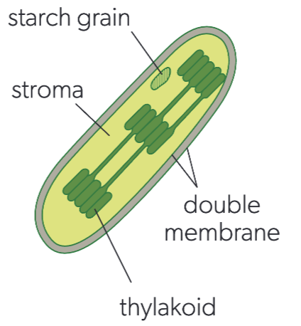 <p>chloroplast</p>