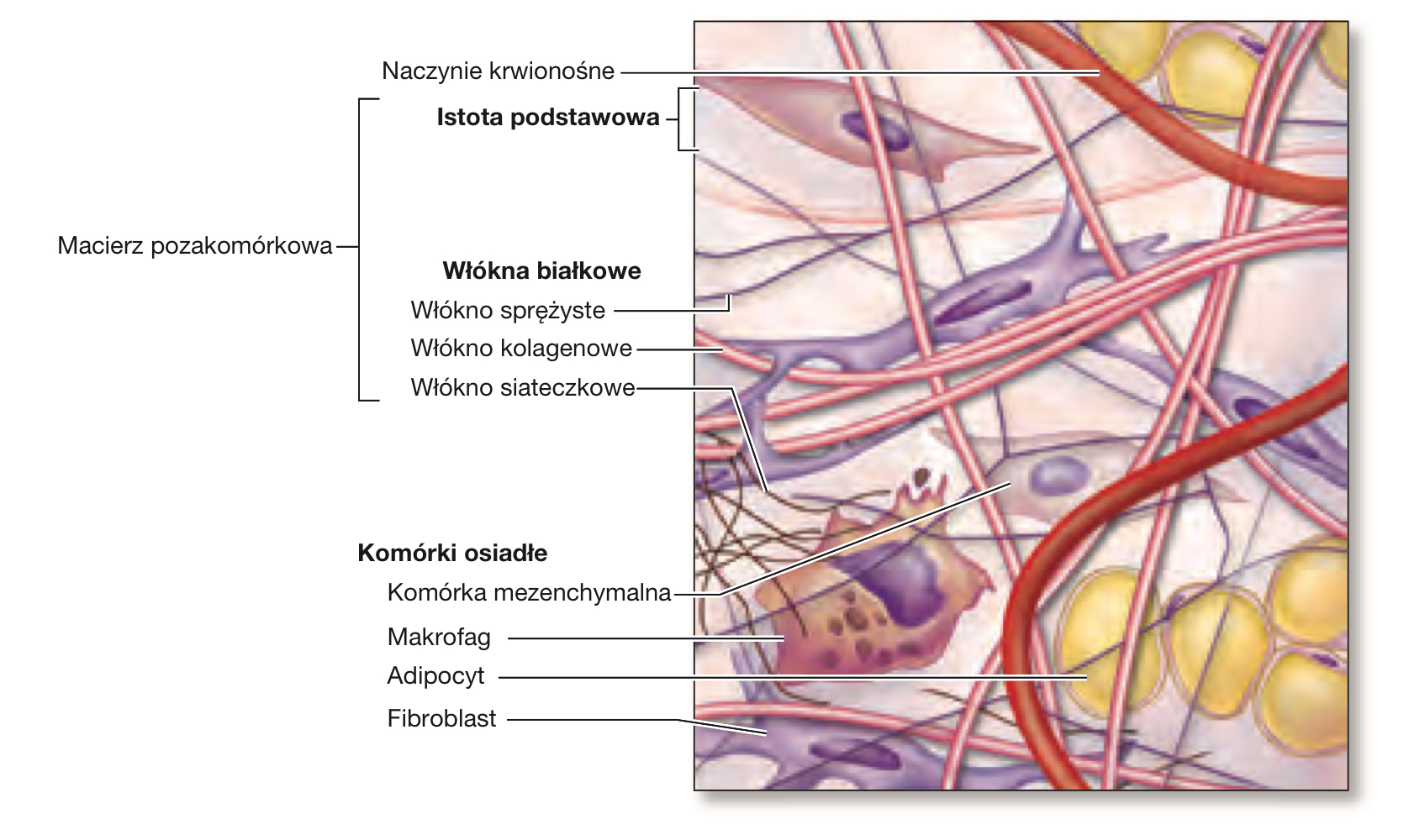 <ol><li><p>istota podstawowa</p></li><li><p>włókna białkowe</p></li><li><p>komórka mezenchymalna</p></li><li><p>makrofag</p></li><li><p>adipocyt</p></li><li><p>fibroblast</p></li></ol><p></p>