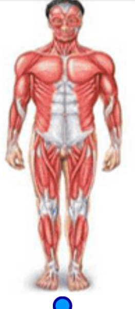 <p>Muscular system</p>