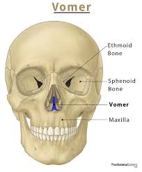 <p>the thin bone that’s blue in the photo (not the black portion)</p>