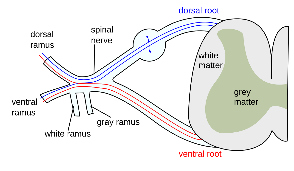 <p>2 branches connecting spinal nerve to cord (not mixed) <br><br>dorsal root takes sensory information, ventral root takes motor output </p>
