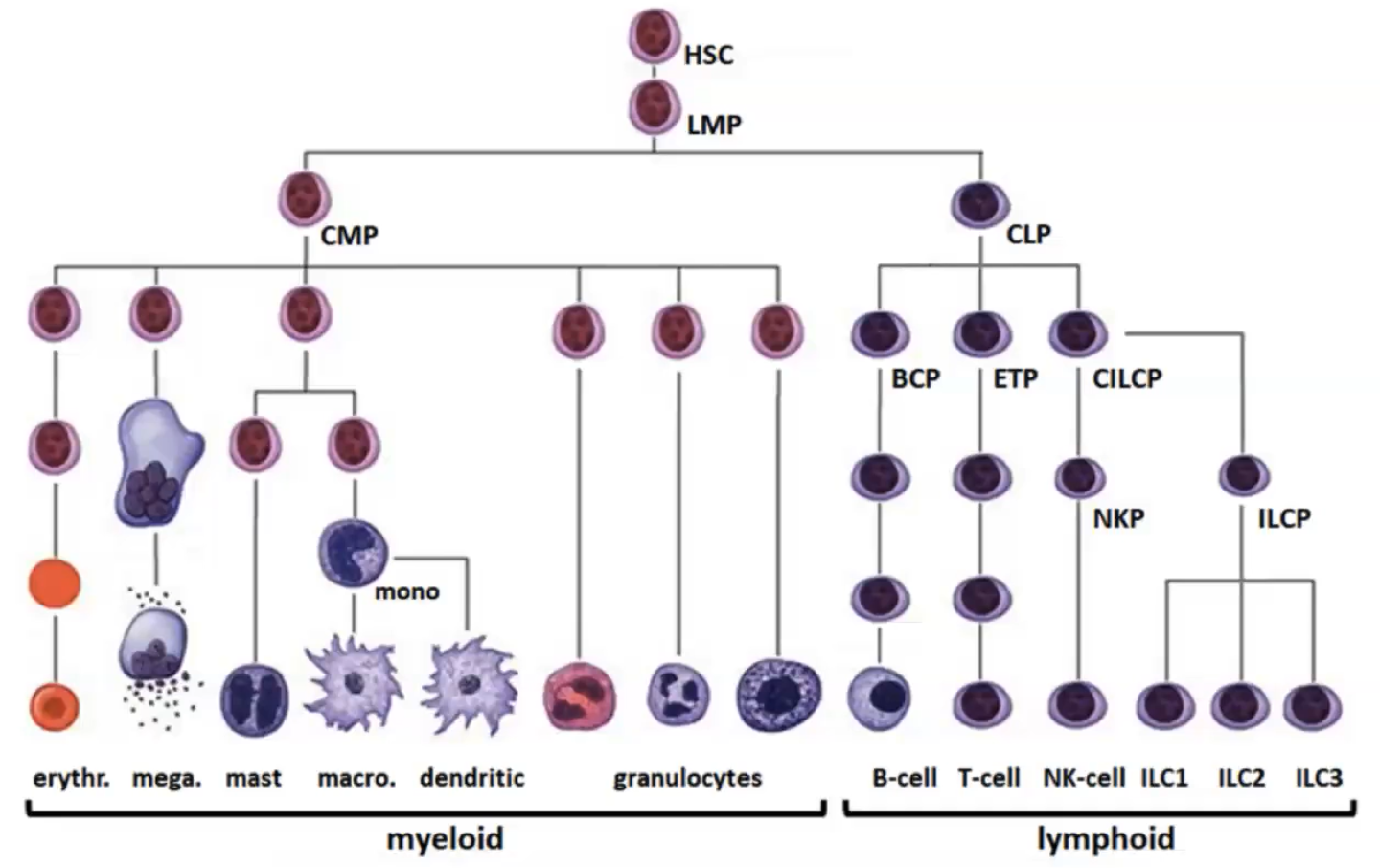<ul><li><p>HSCs in bone marrow give rise to immune cells, red blood cells, and megakaryocytes (for platelets).</p></li><li><p>T cells mature in the thymus, but all other immune cells start from HSCs.</p></li><li><p>HSCs are unique for their ability to self-renew and differentiate into various blood cell types.</p></li><li><p>Mostly quiescent, HSCs slowly divide to form progenitors with specific differentiation potential.</p></li><li><p>HSCs sit at the top of the differentiation hierarchy, leading to specialized cells in both myeloid and lymphoid lineages.</p></li></ul><p></p>