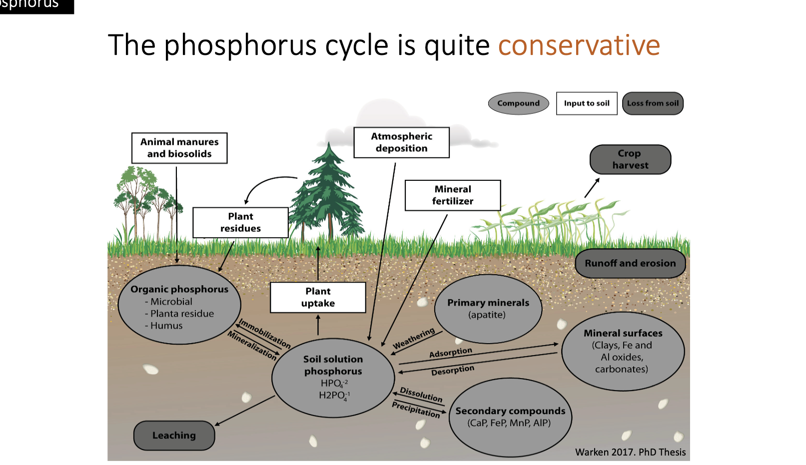 <ul><li><p>rate of phospherous flow now 3x more than before agricultural and industrial revolution - Begon et al., 2021</p></li><li><p>rapid uplift of Himalayan - Tibet Plateau - increased chemical weathering - more phosphorus in oceans - Filippelli, 2008</p></li></ul><p></p>