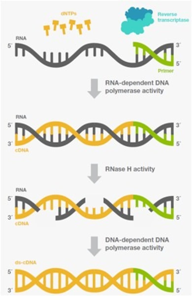 <p>Are retroviruses - they use a reverse transcriptase enzyme to create complimentary DNA from an RNA template</p>