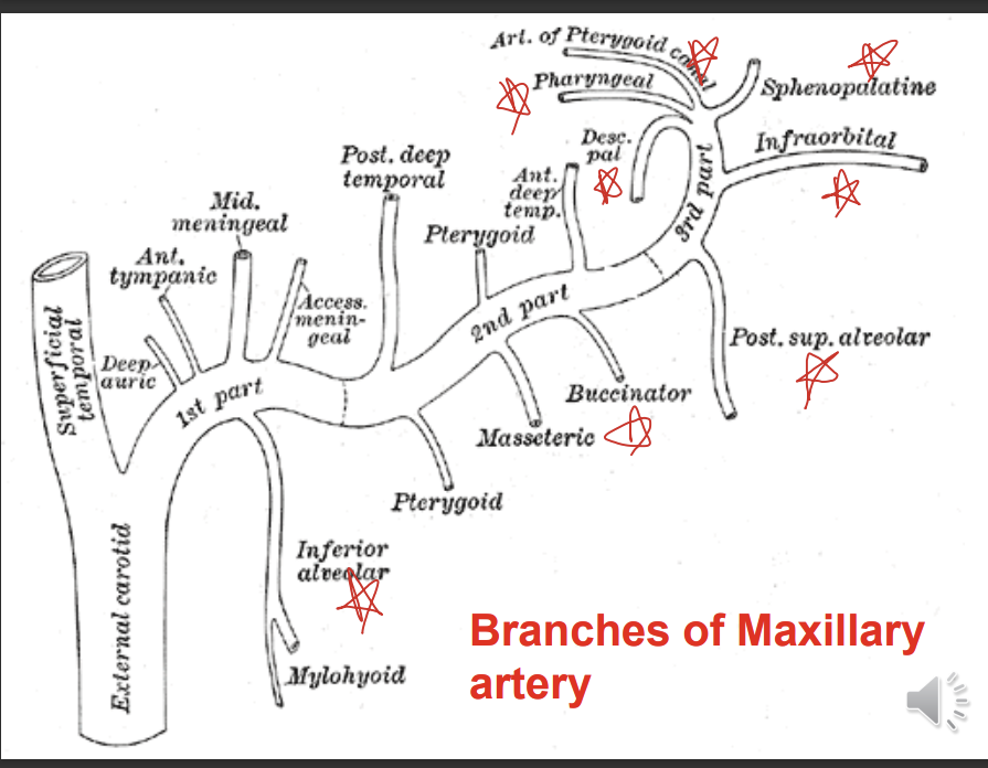 <p>inferior alveolar artery</p><p>posterior superior alveolar artery</p><p>infraorbital artery</p><p>descending palatine artery</p><p>artery of the pterygoid canal and pharyngeal artery</p><p>sphenopalatine artery</p>