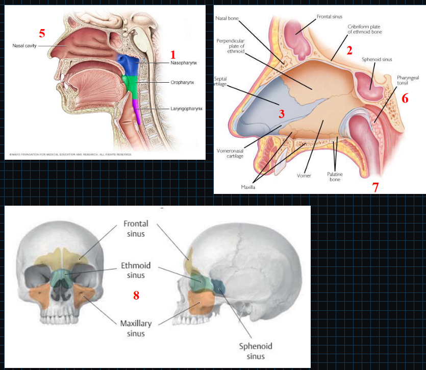 <ol><li><p>Nasopharynx, oropharynx, laryngopharynx</p><ol><li><p>Stratified squamous epithelium</p></li></ol></li><li><p>Cribriform plate of ethmoid bone</p><ol><li><p>Houses olfactory bulb</p></li></ol></li><li><p>Nasal septum</p></li><li><p>Uvula</p><ol><li><p>Produces mucus and saliva to keep throat moist</p></li></ol></li><li><p>Nasal conchae → superior, middle, inferior</p><ol><li><p>Warms and moisturizes air</p></li></ol></li><li><p>Pharyngeal, palatine, and lingual tonsils</p><ol><li><p>Lymphatic nodules and tissue of the immune system</p></li></ol></li><li><p>Eustachian tube connects middle ear to nasopharynx</p></li><li><p>Paranasal sinuses</p><ol><li><p>Four paired air-filled spaces that surround nasal cavity</p></li><li><p>Named after the bones in which they are located</p></li></ol></li></ol><p></p>
