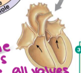 <p>first phase of ventricular contraction pushes AV valves closed but does not create enough pressure to open semilunar valves </p>