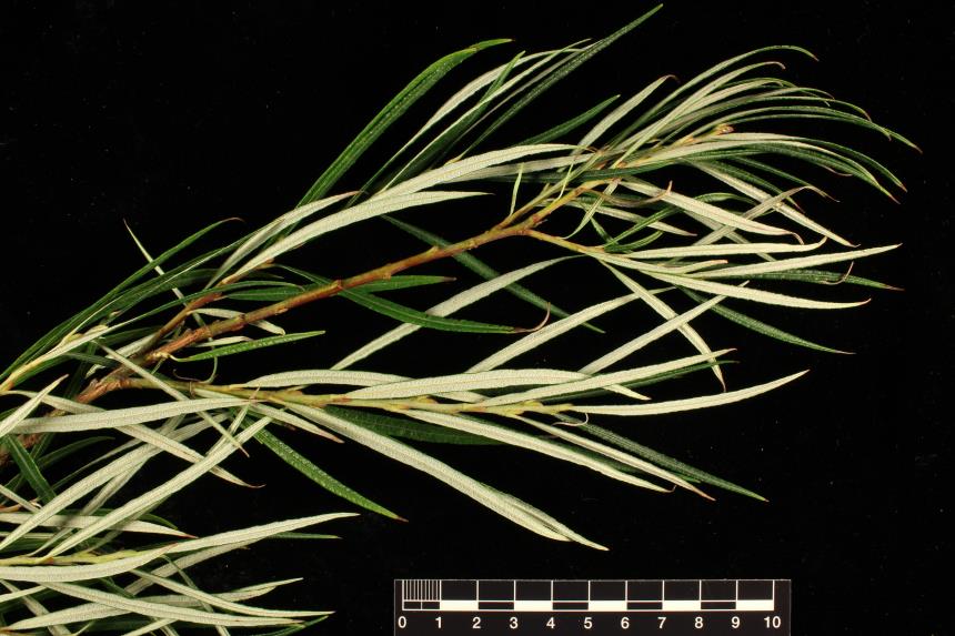 <p>Salix eleagnos</p>