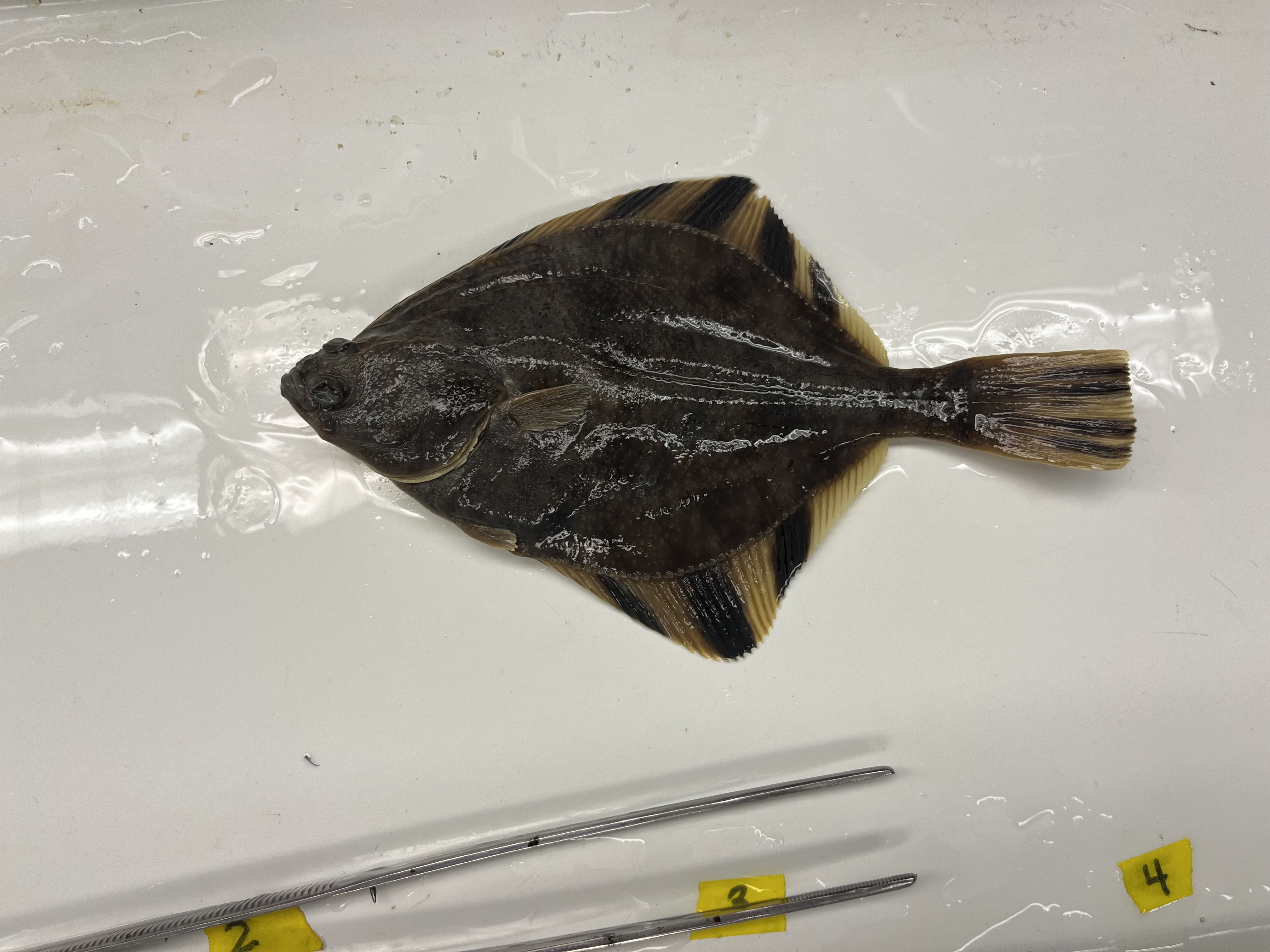 <p>Flatfish that may be sinistral or dextral with black bands on its fins</p>