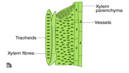 \
* empty with no cytoplasm
* Transport water and dissolved minerals in one direction up the plant 
* Found in vascular bundles with phloem + in the root, stem and leaves
* xylem tissue consists of xylem vessels and tracheids