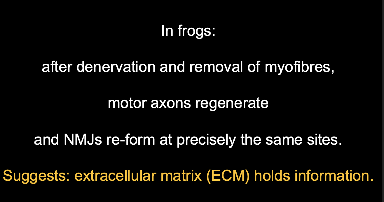 <p><strong>McMahon and Sanes</strong></p><ul><li><p>denervated or eliminated the target muscle</p></li></ul><p>Result:</p><ul><li><p>regenerating NMJs reformed precisely as the original sites</p></li><li><p><strong>only</strong> if the basal lamina was intact</p></li></ul><p>THERFORE</p><ul><li><p>synaptogenic signal must be from the basal lamina of NMJs</p></li><li><p>The extracellular matrix holds information</p></li></ul><p></p>
