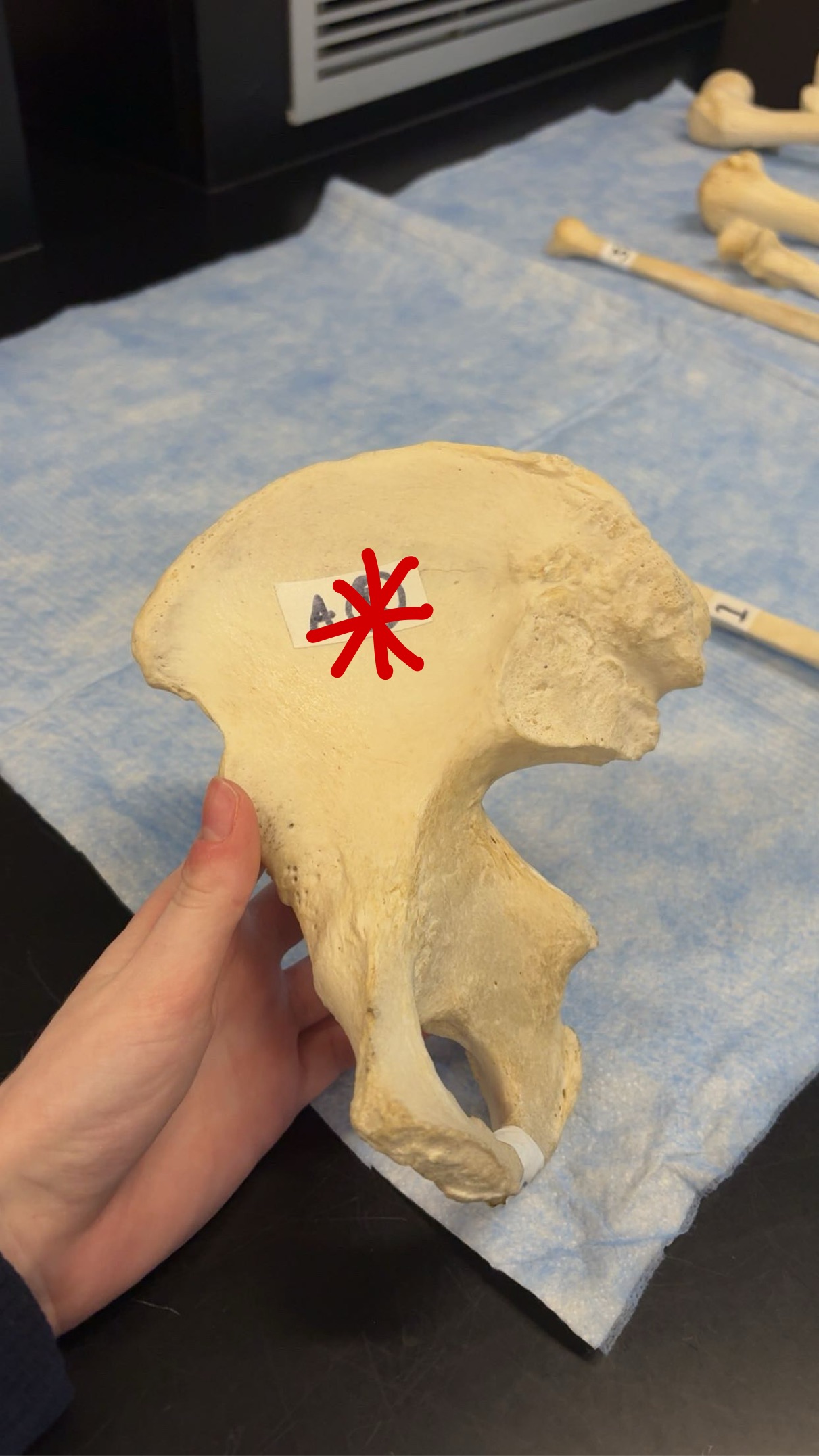 <p>Name this structure</p>