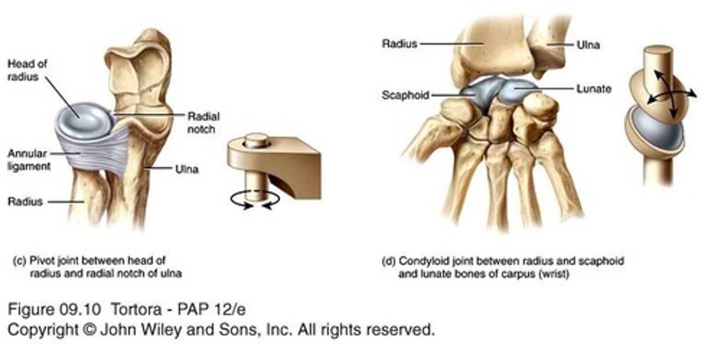 <p>Allow rotation; examples include head of radius on ulna and atlas/axis.</p>