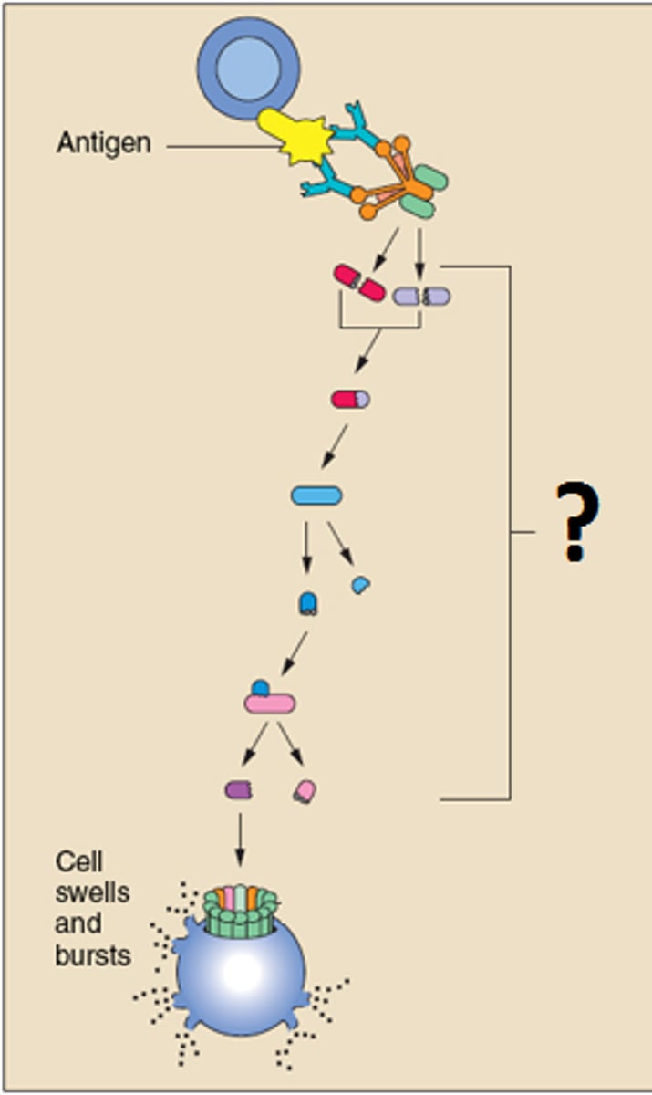 <p>18 blood proteins produced mainly by the liver; a group of soluble blood proteins (enzymes) consisting of C1 to C9. It is present in the blood and can produce inflammatory effects, opsonization, and lysis of cells when activated.</p>