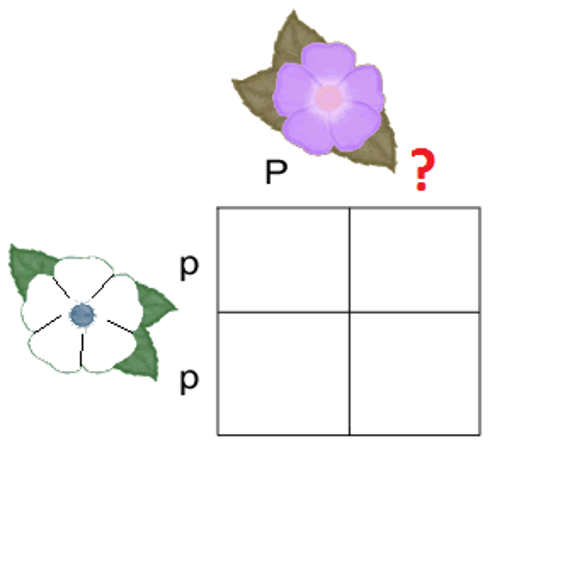 <p>cross between an organism with an unknown genotype and an organism with a recessive phenotype</p>