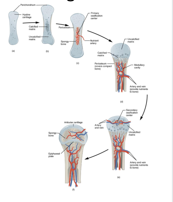 <p>Articular cartilage still remains</p><p>Epiphyseal plate</p><ul><li><p>Growth plate</p></li><li><p>Contains actively dividing chondrocytes</p></li></ul><p>Longitudinal bone growth</p><p>Epiphyseal line</p><ul><li><p>When bone growth stops</p></li></ul><p></p>