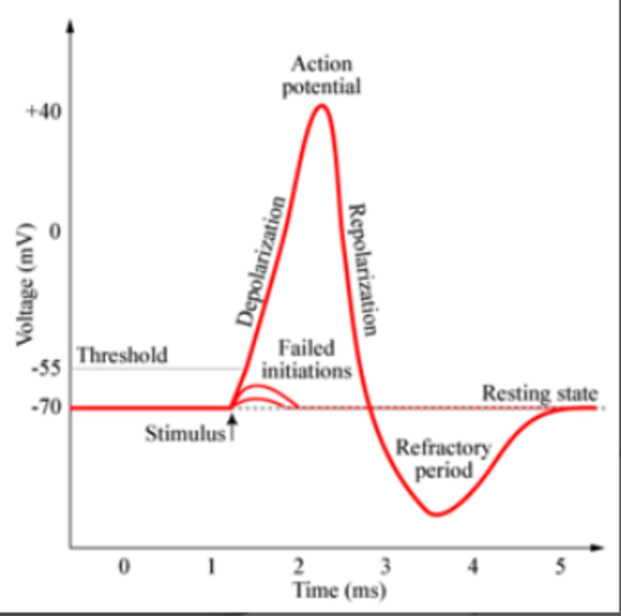 <p>2. AP - the membrane depolarizes and repolarizes rapidly when Na+ &amp; K+ channels open and close</p><p>3. Travels down the axon</p>