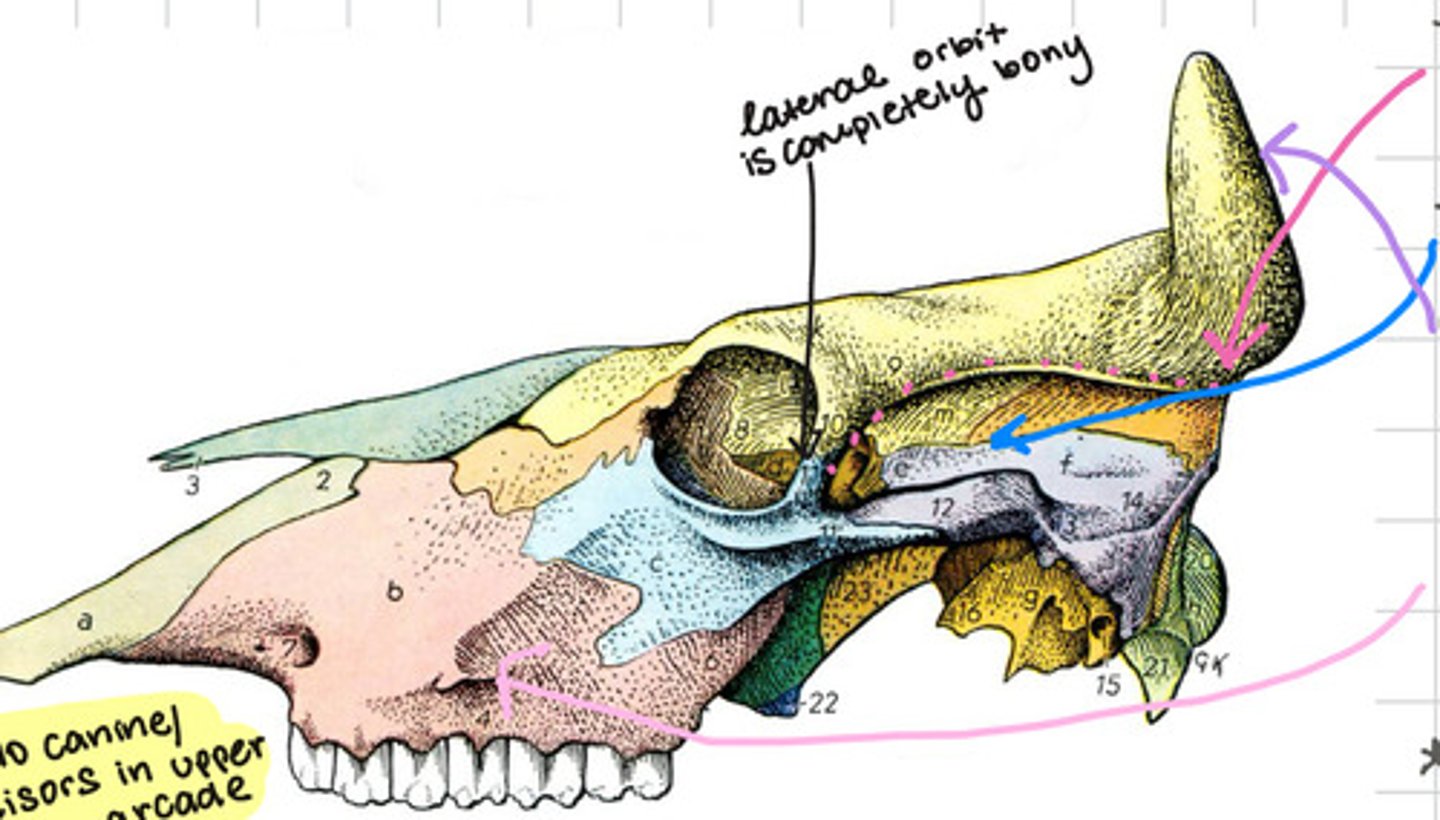 <p>What is blue arrow pointing to?</p>