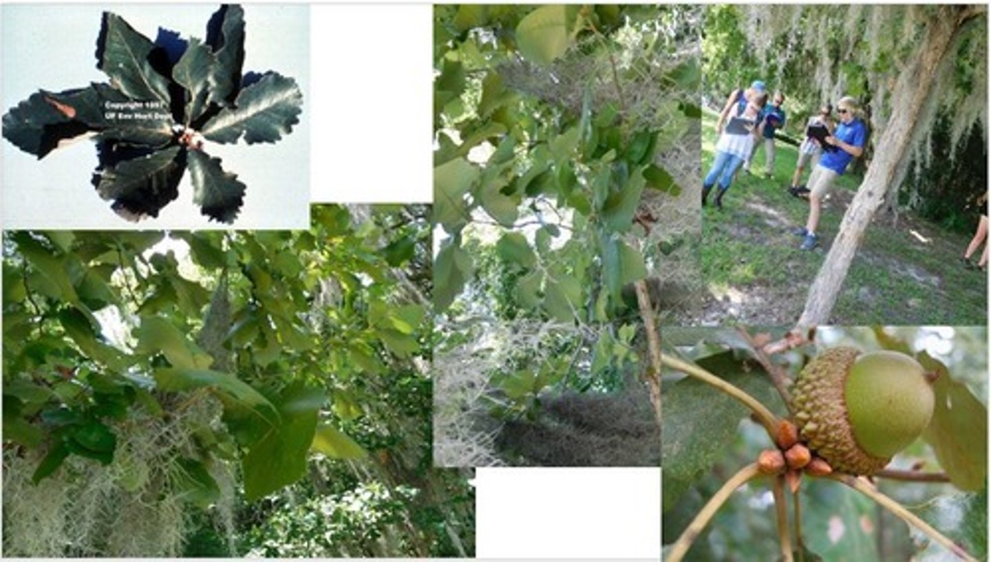 <p>underside of leaf is more whitish</p><p>acorn cap does have fringe</p>