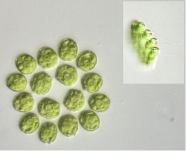 <ul><li><p>chlorophyta </p></li><li><p>flattened and held together by gelatinous material </p></li></ul>