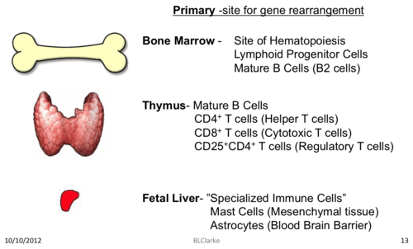 <p>site where lymphocytes mature and proliferate; red bone marrow and thymus gland</p>