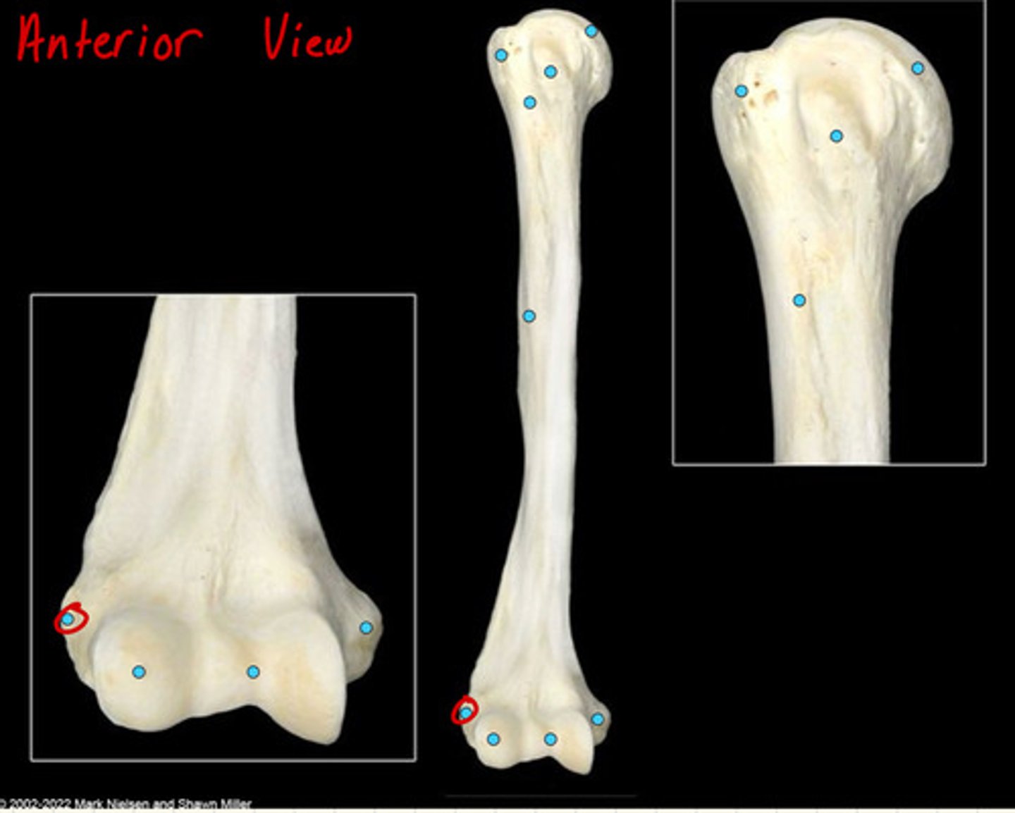 knowt flashcard image