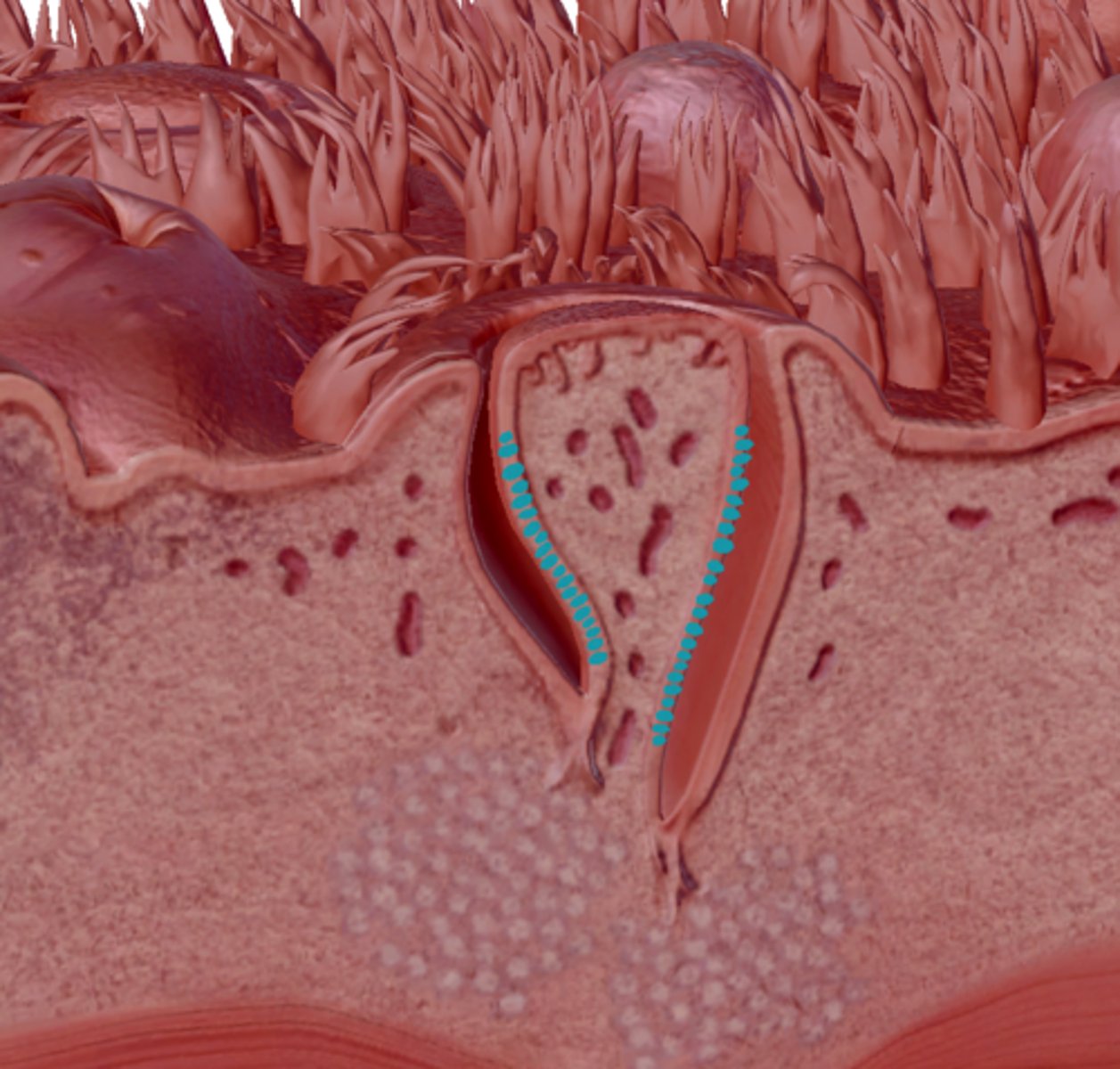 knowt flashcard image