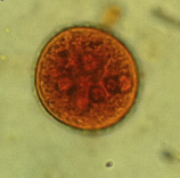 term image