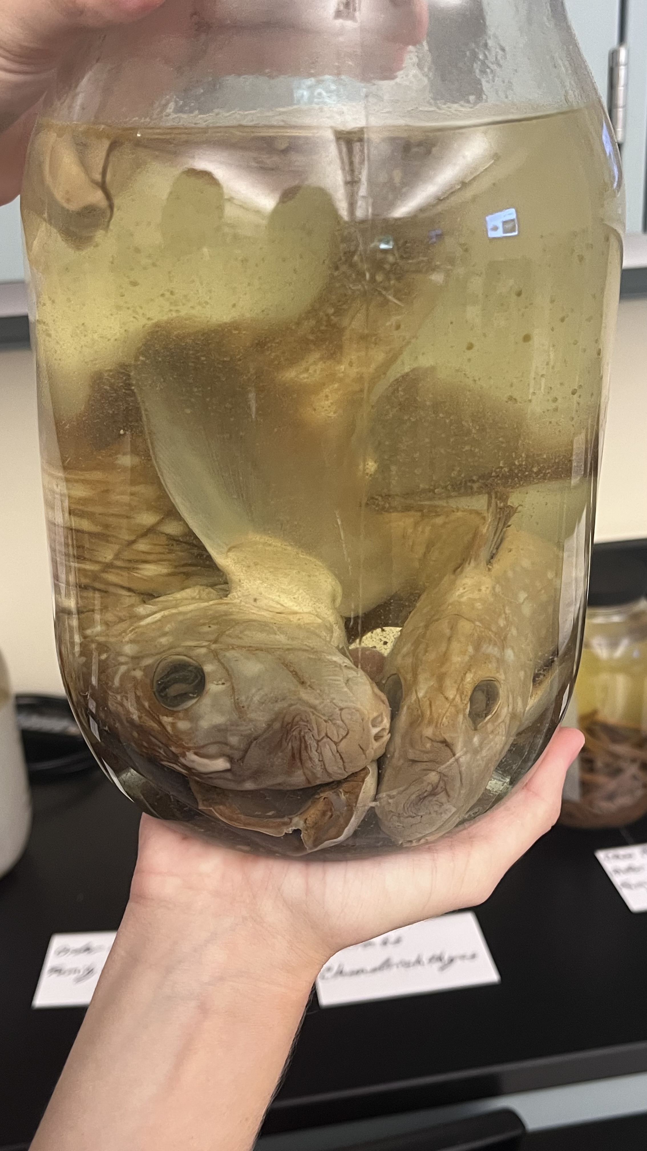 <p>Shortnose Chimaeras or Ratfishes</p>