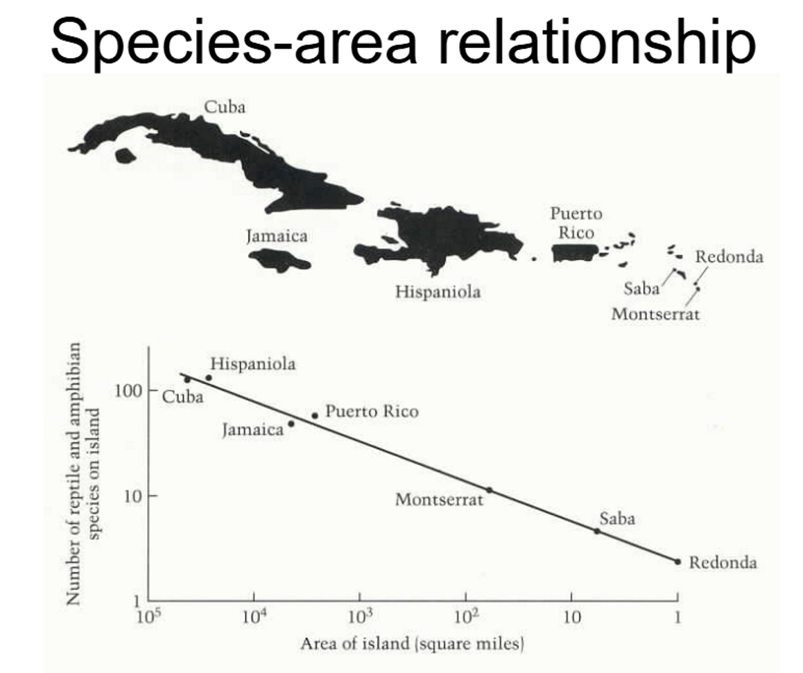 <ul><li><p><span>Explained why big islands had more species</span></p></li><li><p><span>Number of species increases (curve of immigration) → at some point, all the species that can get there, get there (pool of species) → All the niches are filled (extinction/extirpation curve) →  number of species on the island is at an equilibrium</span></p></li></ul><p></p>