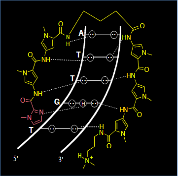 <p>hairpin polyamide motif</p><p>Kd = 14 nM</p><p>makes molecule larger</p>