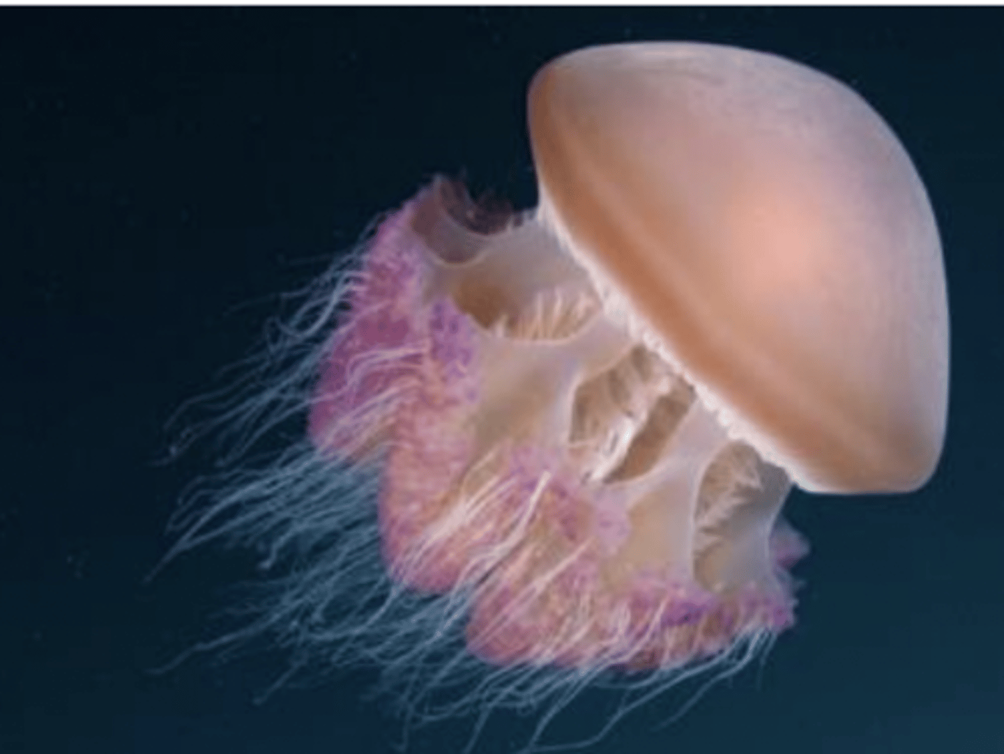 <p>cnidaria (nerve net)</p>