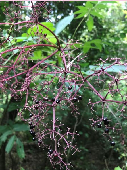 <p>What are the genus and specific epithet of this plant?</p>