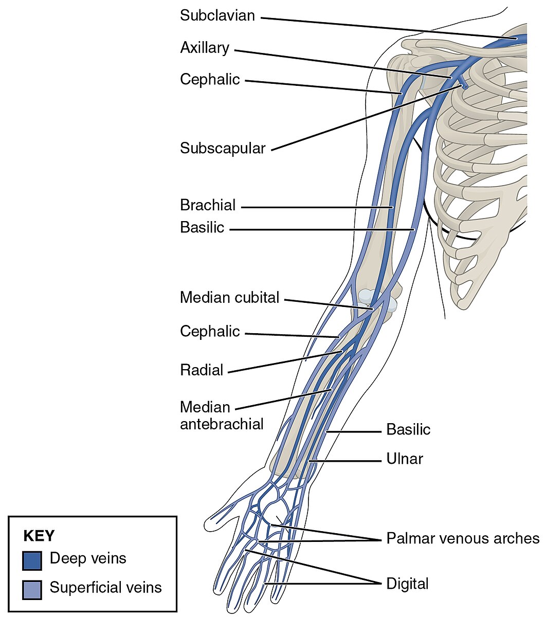 <p>a deep vein in the forearm that runs alongside the radial artery; collects venous blood from the deep structures of the hand and the lateral aspect of the forearm; joins with the ulnar vein at the elbow to form the brachial vein</p>