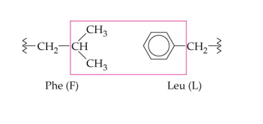 <p>Which side chain perform hydrophobic interactions?</p>