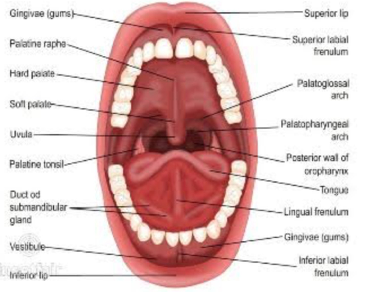 <p>Folds of tissue that attach the lips and tongue to the mouth.</p>