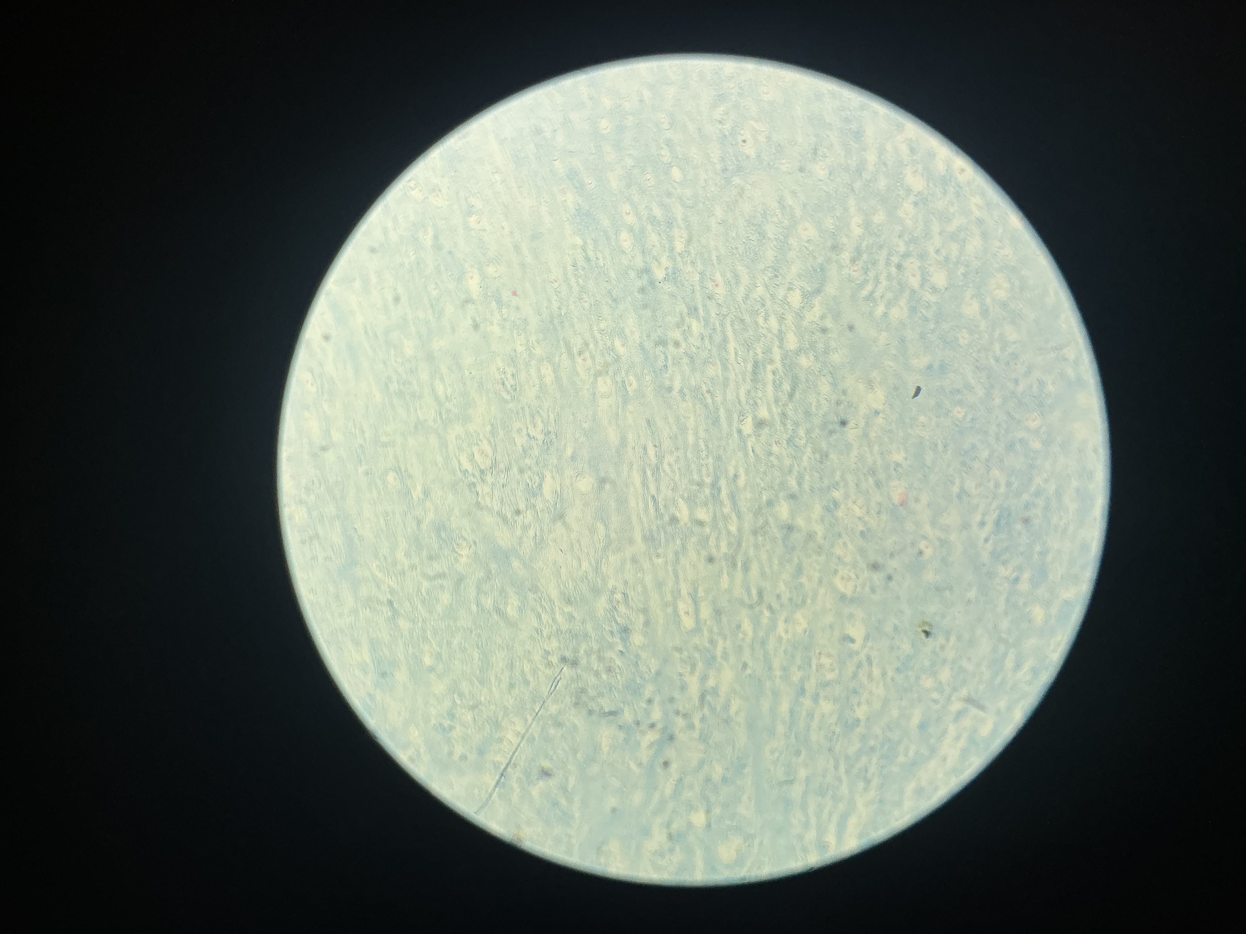 <p>what tissue is this?</p>