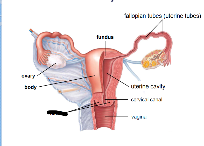 <p>(Female Reprod Structures) What is this within the Uterus?</p>