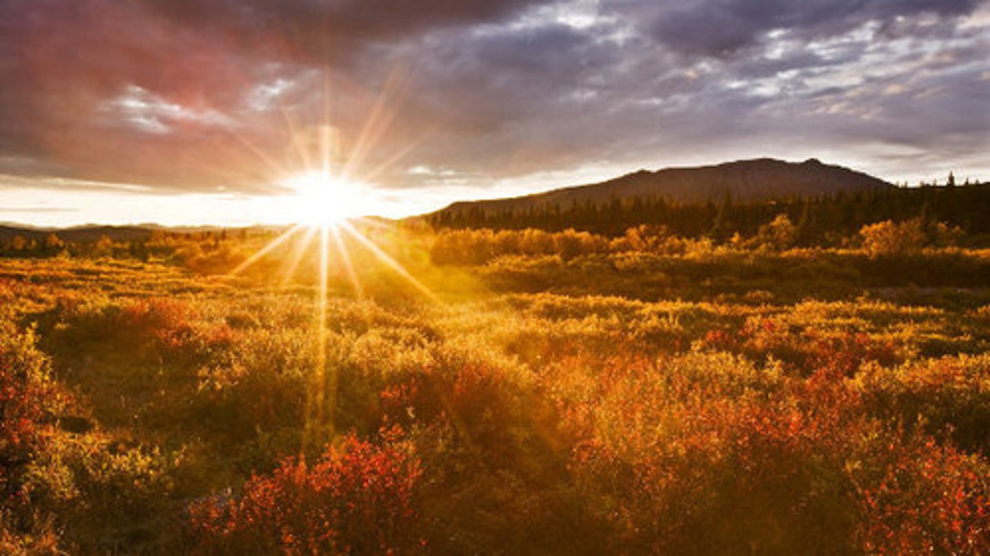 <p>the dawn</p>