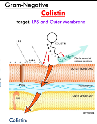 <ol><li><p>colistin is a polycationic peptide that binds to LPS in outer membrane</p></li><li><p>disrupts and solubilizes membranes</p></li></ol><p></p>