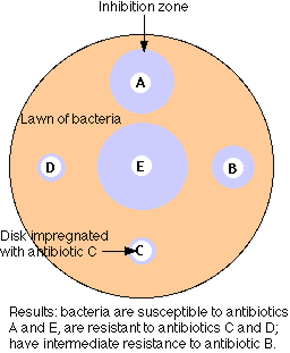 <p>surface of an agar plate is spread with test bacterium</p><p>small discs containing a prepared amount of antibiotic are placed on the plate</p><p>zone of inhibition surrounding the disc s is measured and compared with a standard for each drug</p>