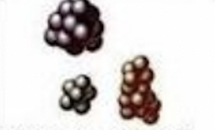 large cocci in irregular clusters