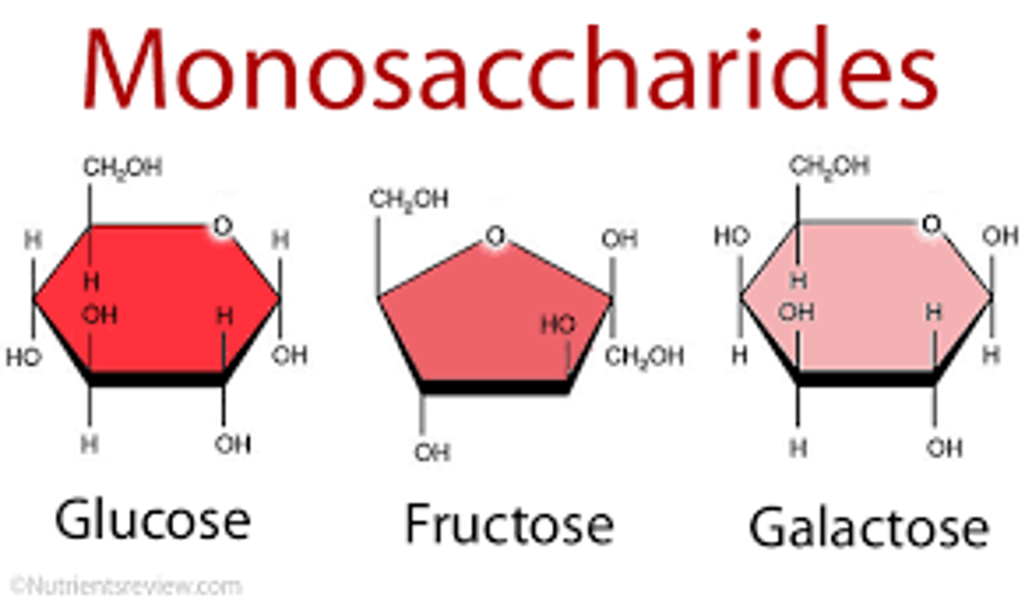 <p>Monosaccharide (Glucose, fructose, galactose)</p>