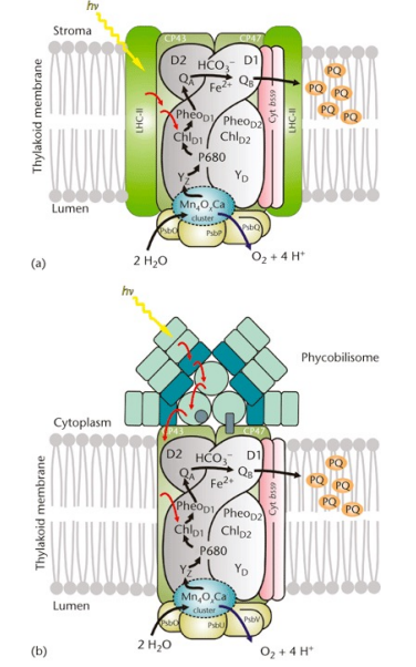 <ul><li><p>in <strong>higher plants</strong> <em>(top picture)</em>, a ‘<strong>special pair</strong>’ of chlorophyll molecules, the reaction centre, is <strong>surrounded </strong>by an antenna complex</p></li><li><p>this complex funnels energy to the reaction centre by <strong>resonance energy transfer</strong></p></li><li><p>this allows for <strong>photoinduced charge separation</strong> in the <strong>reaction centre</strong> by electron transfer</p></li></ul><p></p><ul><li><p>in <strong>cyanobacteria </strong><em>(bottom picture), </em>the antenna complex is a structure on <strong>top </strong>of the reaction centre, called the <strong>phycobilisome</strong></p></li></ul><p></p>
