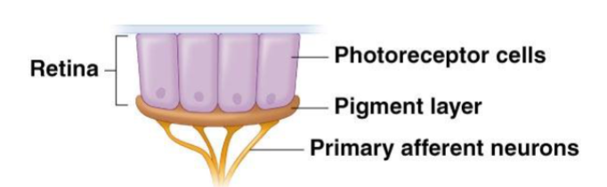 <p>Flat sheet eyes</p><p></p>