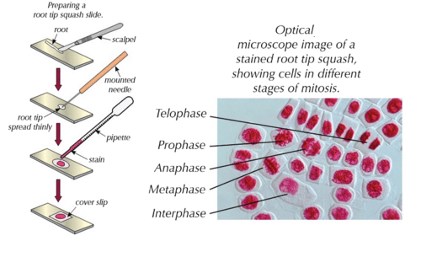 <p>- You need to know how to prepare and stain a root tip in order to observe the stages of mitosis.<br>- Make sure you're wearing safety goggles and a lab coat before starting; you should also wear gloves when handling stains.<br>1) Add some 1 M HCL to a boiling tube - just enough to cover the root tip (the acid should therefore be a few millimetres deep); put the tube in a water bath that has equilibrated at 60℃.<br>2) Use a scalpel to cut 1 cm from the tip from a growing root (e.g. of an onion) - this needs to be the tip, as that's where growth occurs, and hence where mitosis takes place.<br>3) Carfully transfer root tip into boiling tube containing acid; incubate for approximately 5 minutes.<br>4) Use tweezers to remove tip from the tube and use a pipette to rinse it well with cold water; leave the tip to dry on a paper towel.<br>5) Place the root tip on a microscope slide and cut 2 mm from the very tip of it, getting rid of the rest.<br>6) Use a mounted needle to break the tip open and spread out cells thinly.<br>7) Add a few drops of stain and leave it for a few minutes - the stain will make the chromosomes easier to see under a microscope (toluidine blue O, ethano-orcein and Feulgen stain are a few examples of the stains you can use).<br>8) Place a cover slip over the cells and put a piece of folded filter paper on top, pushing it down firmly to squash the tissue; squashing makes the tissue thinner, and allows light to pass through it; don't smear the cover slip sideways, or you'll damage the chromosomes.<br>9) Now, all the stages of mitosis can be observed under an optical microscope.</p>